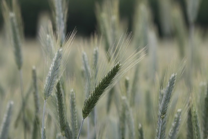 SYAGRIC