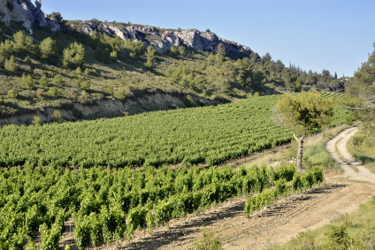 Etude sur les Coopératives Viti-vinicoles dans leur Environnement Compétitif